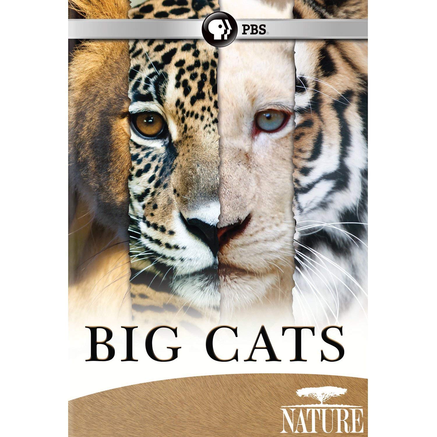 Nature: Big Cats